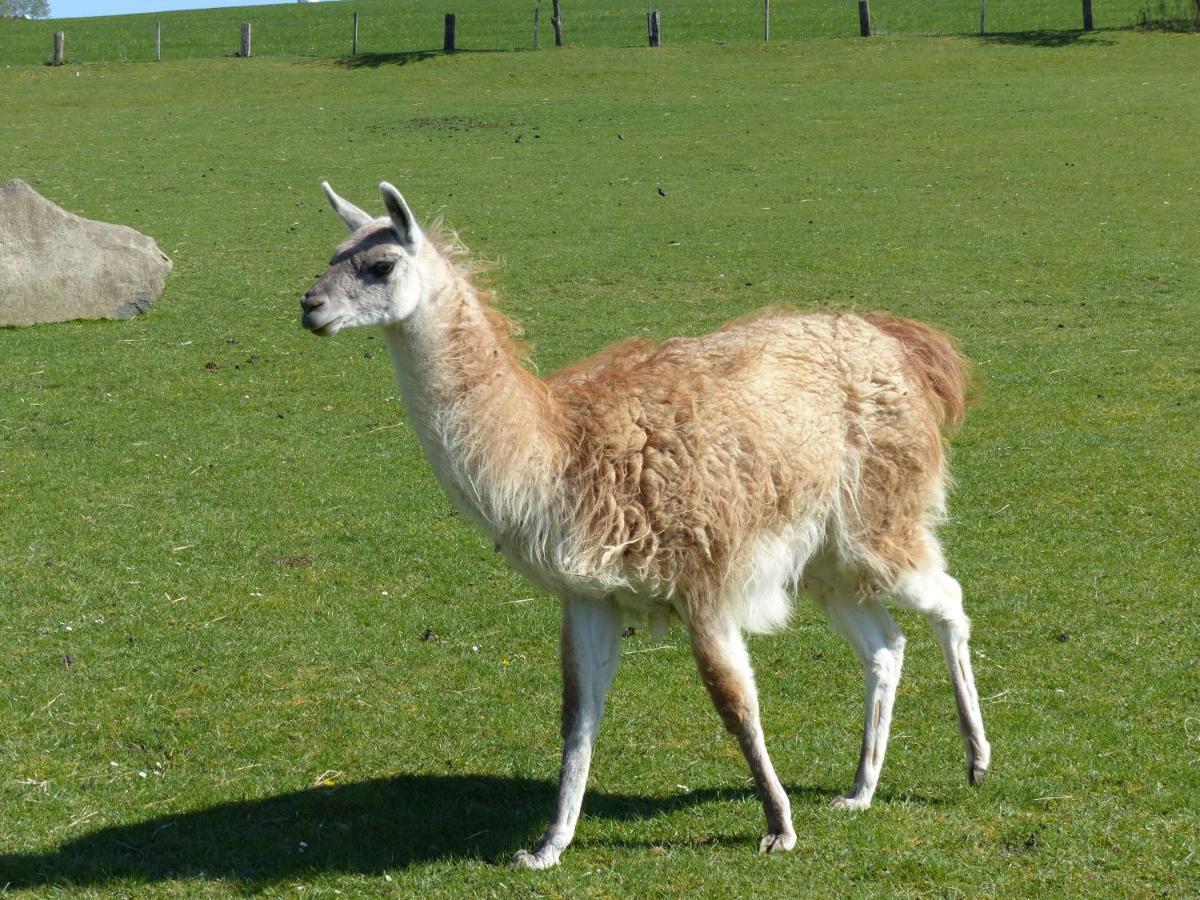 Xavers Ranch Meschede Eksteriør bilde